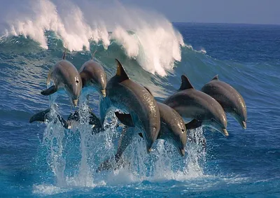 Дельфины в море - Fabriory