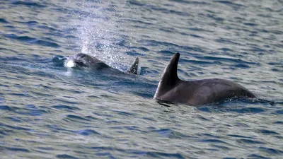Фотообои Дельфины в море на стену. Купить фотообои Дельфины в море в  интернет-магазине WallArt