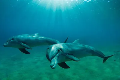В Азовском море появились дельфины – видео
