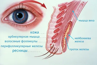 Покраснение глаз - лечение в ММЦ ОН КЛИНИК в центре Москвы