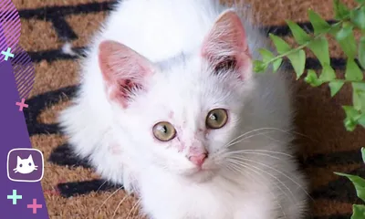 Дерматит у кошек – причины зуда, алгоритмы диагностики и терапии