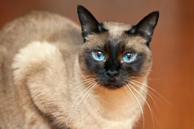 Демодекоз у кошек - «Айболит Плюс» - сеть ветеринарных клиник