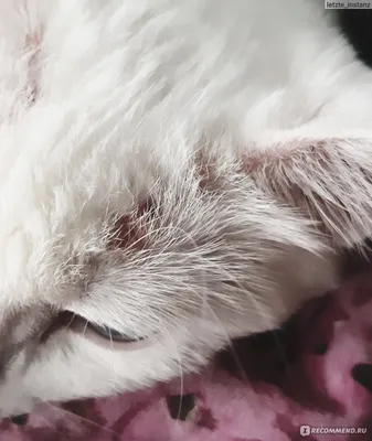 Демодекоз у кошек | Ветеринарная клиника