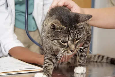 Клинический случай межмышечной флегмоны у кошки и состояние через 30 суток.