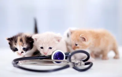 Ринотрахеит у кошек: симптомы, лечение, профилактика | Блог зоомагазина  Zootovary.com
