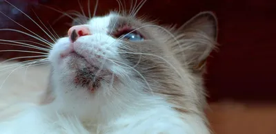 Саркоптоз у кошек: схема лечения и симптомы, профилактика