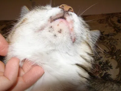 Лечение демодекоза у кошки