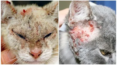 Лечение микоплазмоза у кошек и котов в Симферополе | «Крым-ВетКлиник»