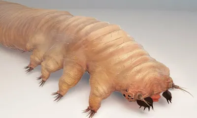 Демодекоз век. Быстрый путь вылечить демодекоз глаз - Demodex Complex