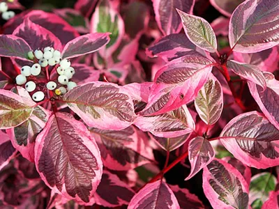 Дерен белый Элегантиссима (Cornus alba Elegantissima)