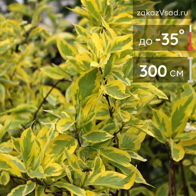 Дерен белый (Cornus alba `Elegantissima`) - Дерен белый - Кустарники -  Каталог - LESKOVO-PITOMNIK.ru