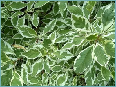 Дерен белый (Cornus alba `Sibirica`) - Дерен белый - Кустарники - Каталог -  LESKOVO-PITOMNIK.ru