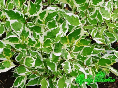 Дерен белый 'Sibirica Variegata' - купить в питомнике растений НАТАЛИС
