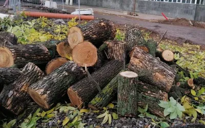 На бульваре «Голубые купола» спасли замурованные в асфальт деревья –  Новости Узбекистана – NOVA24.UZ