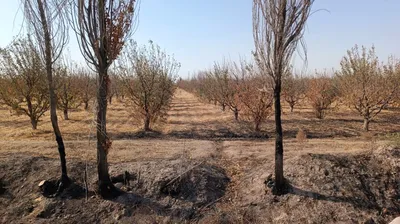 В Сурхандарье зацвели деревья за четыре дня до Нового года – Новости  Узбекистана – NOVA24.UZ