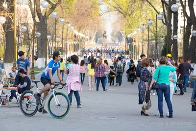 Каракум, Кызылкум... Ташкенткум? Зачем власти столицы Узбекистана по  примеру Ислама Каримова превращают город в пустыню