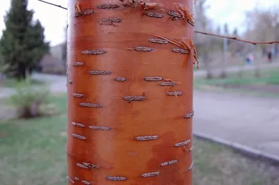 Черемуха Маака купить в Москве. Саженцы черемухи из питомника.