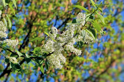 Черёмуха виргинская (Padus virginiana) | Ракита. Питомник растений