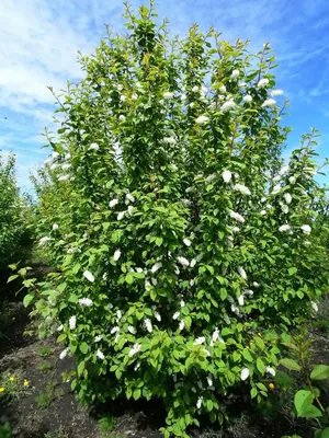 Черемуха виргинская (Prunus virginiana) - Питомник и Садовый центр Русские  Деревья