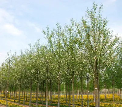 Черёмуха в городе! Какой запах чудесный! Где самая большое дерево черемухи  в Казани, как думаете? | Instagram