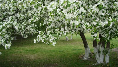 Черешня: как вырастить из сортовых саженцев деревья увешанные плодами