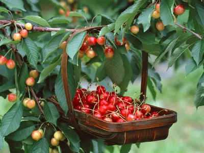 Дерево мини-черешни купить по цене 168 руб. в интернет-магазине  SadDomShop.ru