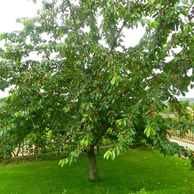 Черешня дерево сад - Зеленый ПоСад