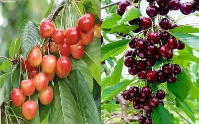 Черешня: как вырастить из сортовых саженцев деревья увешанные плодами