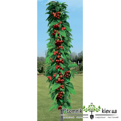 Дерево мини-черешни купить по цене 168 руб. в интернет-магазине  SadDomShop.ru