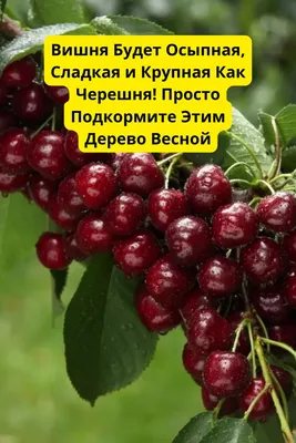 Купить Черешня Крупноплодная саженцы в Минске. Каталог плодовых деревьев и  кустарников почтой.