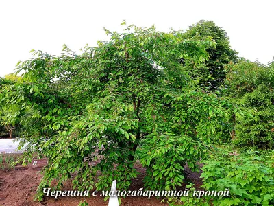 Черешня белая дерево (50 фото) - 50 фото