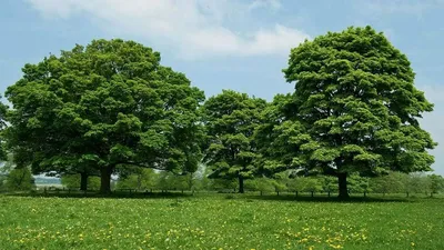Клен (78 фото) - описание дерева, листья, как выглядит