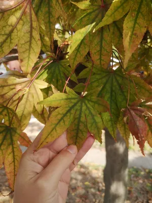 Осенний клен дерево - 48 фото