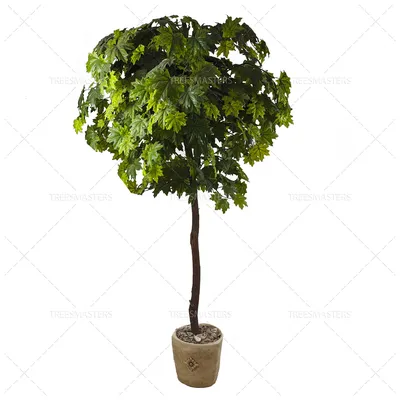 Купить Искусственное дерево клен, декоративное растение, цветок высокий  напольный в коричневом кашпо для декора, 220 см по выгодной цене в  интернет-магазине OZON.ru (719665456)