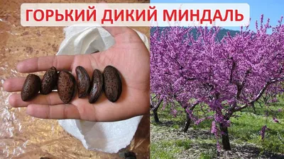 Как правильно обрезать миндаль - Agro-Market