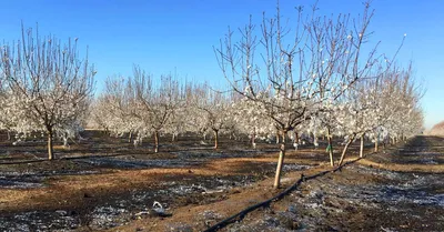 Миндаль в Узбекистане: площади, объемы и потенциал - AGRO.UZ