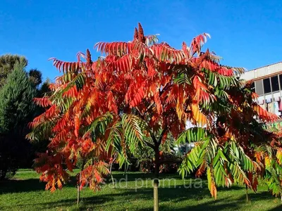 Сумах оленерогий или уксусное дерево: посадка и уход [+фото] | Plants, Tall  shrubs, Growing tree