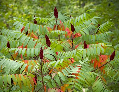 Сумах оленерогий \"Rhus\"