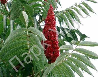 File:Сумах оленерогий (Сумах пушистый, Уксусное дерево) - Rhus typhina -  Staghorn sumac - Влакнест шмак - Essigbaum (23408707041).jpg - Wikipedia