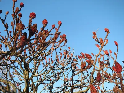 Сумах оленерогий (Rhus typhina) – Лиственные деревья Буква «С» - цветочный  портал Ваш Сад!