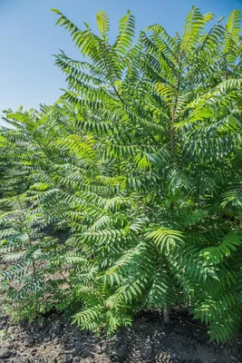 Сумах оленерогий, Сумах пушистый, Уксусное дерево (Rhus typhina) | продажа  деревьев в Украине