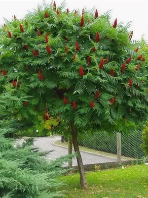 Сумах — эффектное и яркое уксусное дерево