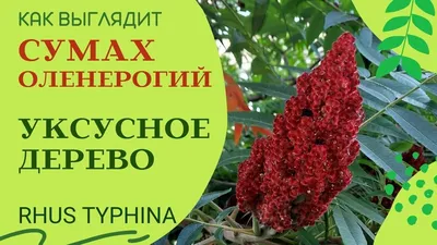 Сумах оленерогий (уксусное дерево) купить по цене 2.600,00 руб. в Москве в  садовом центре Южный