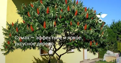 Сумах Оленерогий Уксусное дерево (Rhus Typhina) 25 л 120-140см, цена в  Санкт-Петербурге от компании Вилла-планта (садовый центр и питомник  растений, ландшафтное бюро)