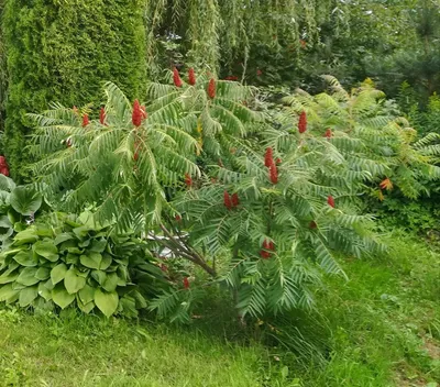 Сумах пушистый или оленерогий, (уксусное дерево), Rhus typhina