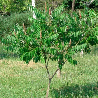 Сумах уксусный (Rhus typhina Dissecta )