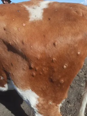 Дерматит у коров фото фото