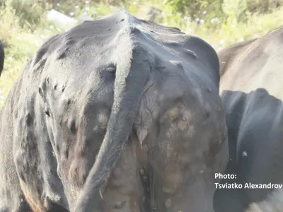Нодулярный (заразный узелковый) дерматит крупного рогатого скота