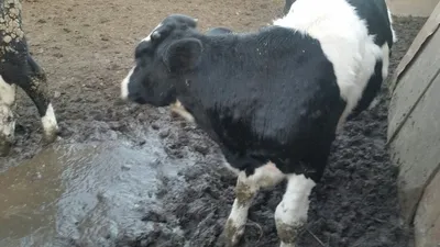 Вспышка заразного узелкового дерматита крупного рогатого скота в Курганской  области