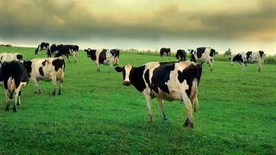 Нодулярный дерматит КРС — новые вызовы для производителей молока - Центр  підвищення ефективності в тваринництві